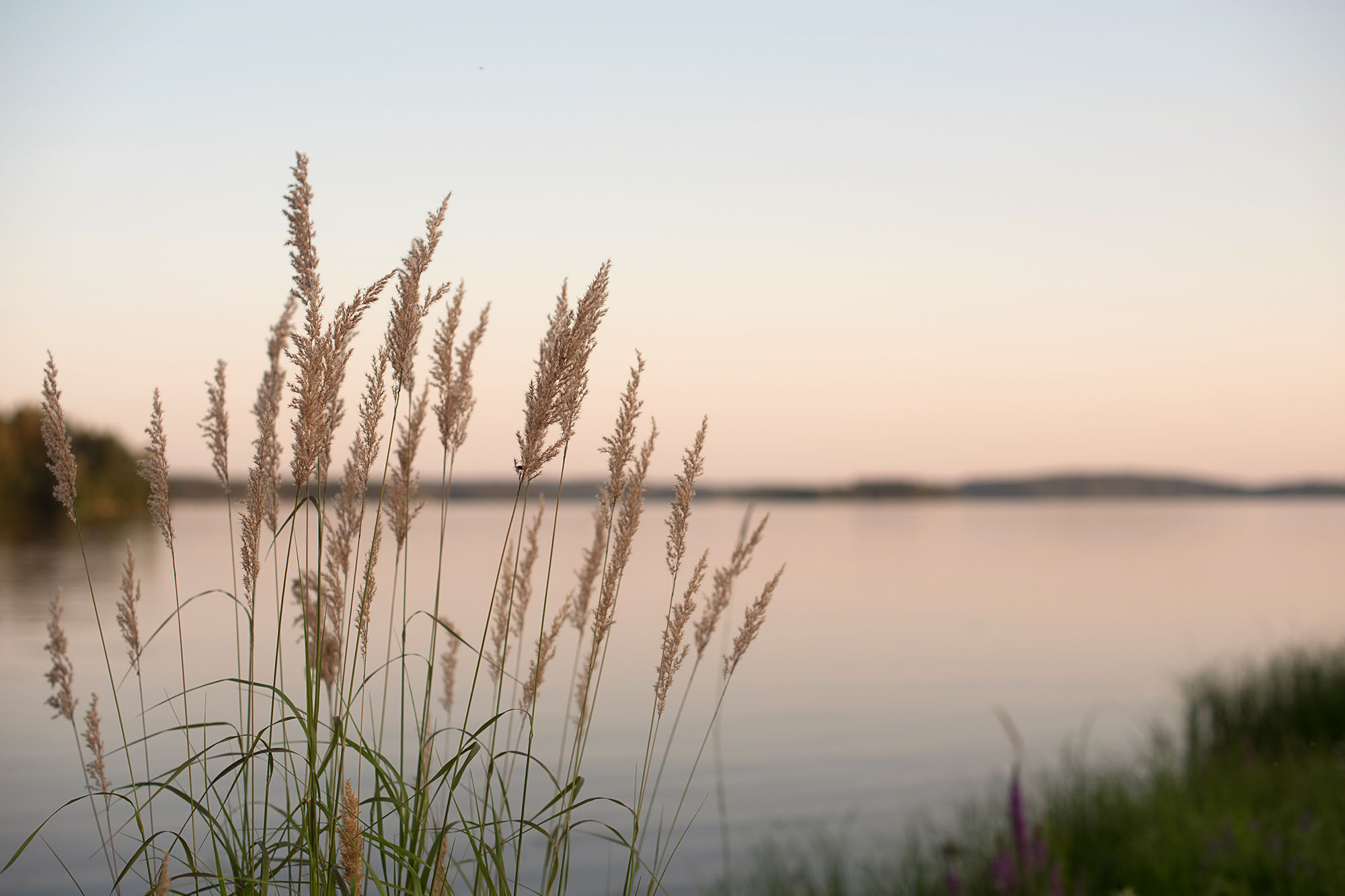 grässtrån vid havet på kvällen 